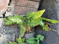 Myriopteris notholaenoides