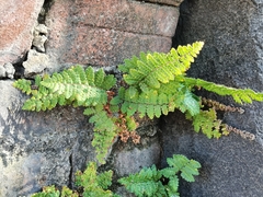 Myriopteris notholaenoides