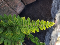 Myriopteris notholaenoides