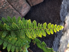 Myriopteris notholaenoides