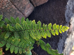 Myriopteris notholaenoides