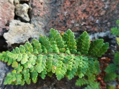 Myriopteris notholaenoides