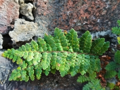 Myriopteris notholaenoides