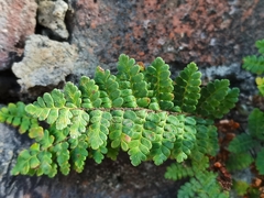 Myriopteris notholaenoides