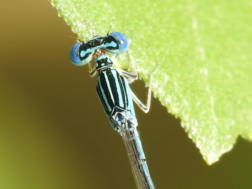 Double-striped Bluet photo 3