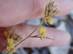 Bupleurum veronense