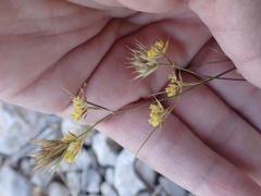 Bupleurum veronense