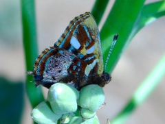 Anteros carausius carausius