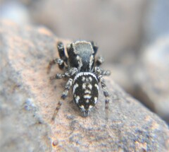 Habronattus cambridgei