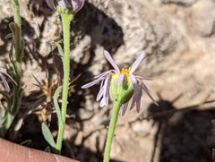 Erigeron clokeyi