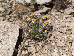 Erigeron clokeyi