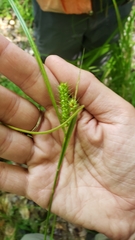 Carex baileyi