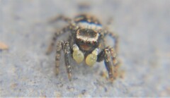 Habronattus cambridgei