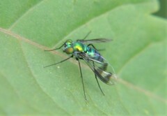 Condylostylus occidentalis