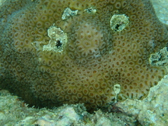 Goniastrea stelligera