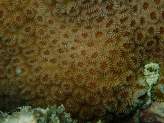 Goniastrea stelligera