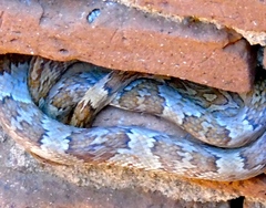 Trimorphodon paucimaculatus