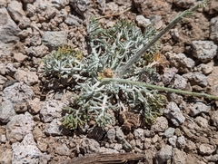 Hymenopappus filifolius nanus