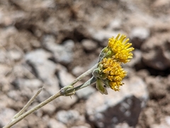 Hymenopappus filifolius nanus