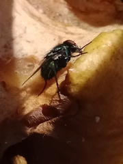 Brachycera