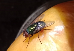 Brachycera