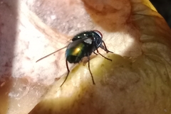 Brachycera