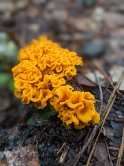 Craterellus odoratus