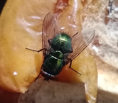 Brachycera