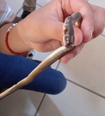 Mastigodryas melanolomus