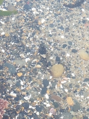 Oligocottus maculosus