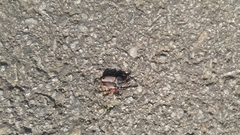 Dicronocephalus adamsi