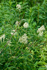 Sambucus racemosa