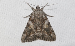 Catocala ophelia