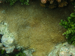 Hydnophora microconos