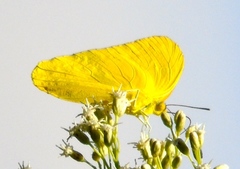 Aphrissa statira statira