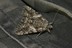 Catocala ophelia