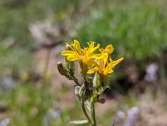 Crepis intermedia