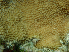 Hydnophora microconos