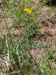 Crepis intermedia
