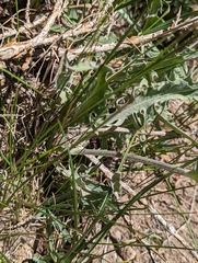 Crepis intermedia