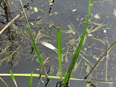 Potamogeton lucens