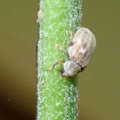 Demotina modesta