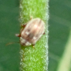 Demotina modesta