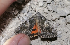 Catocala ophelia