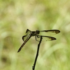 Libellula flavida