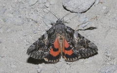 Catocala ophelia