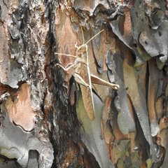 Schistocerca alutacea