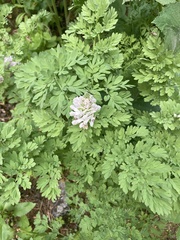 Corydalis caseana cusickii