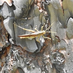 Schistocerca alutacea