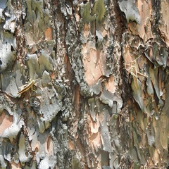 Schistocerca alutacea